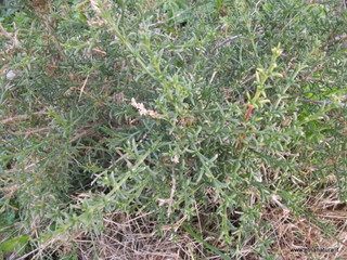 stello di Poira-22-12-2012 09-23-58
